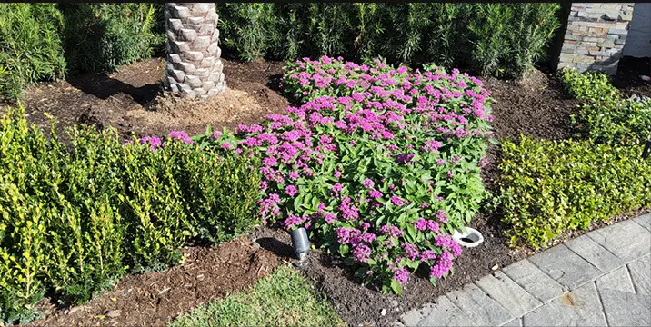 Landscape Design, Sarasota FL